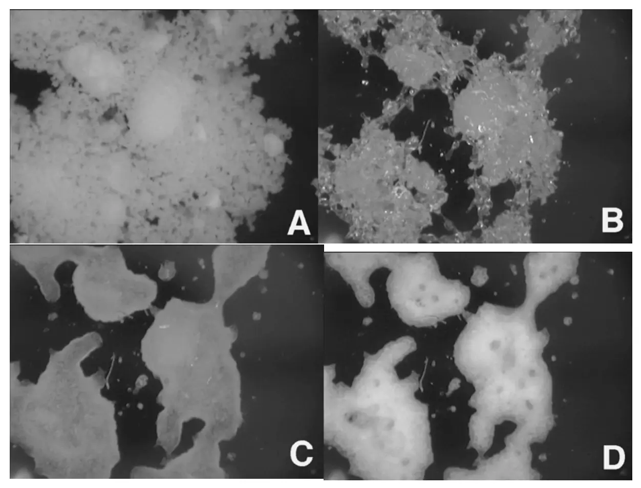 Imagens in-situ de lactose amorfa a 0%, 50%, 60% e 90% de umidade relativa