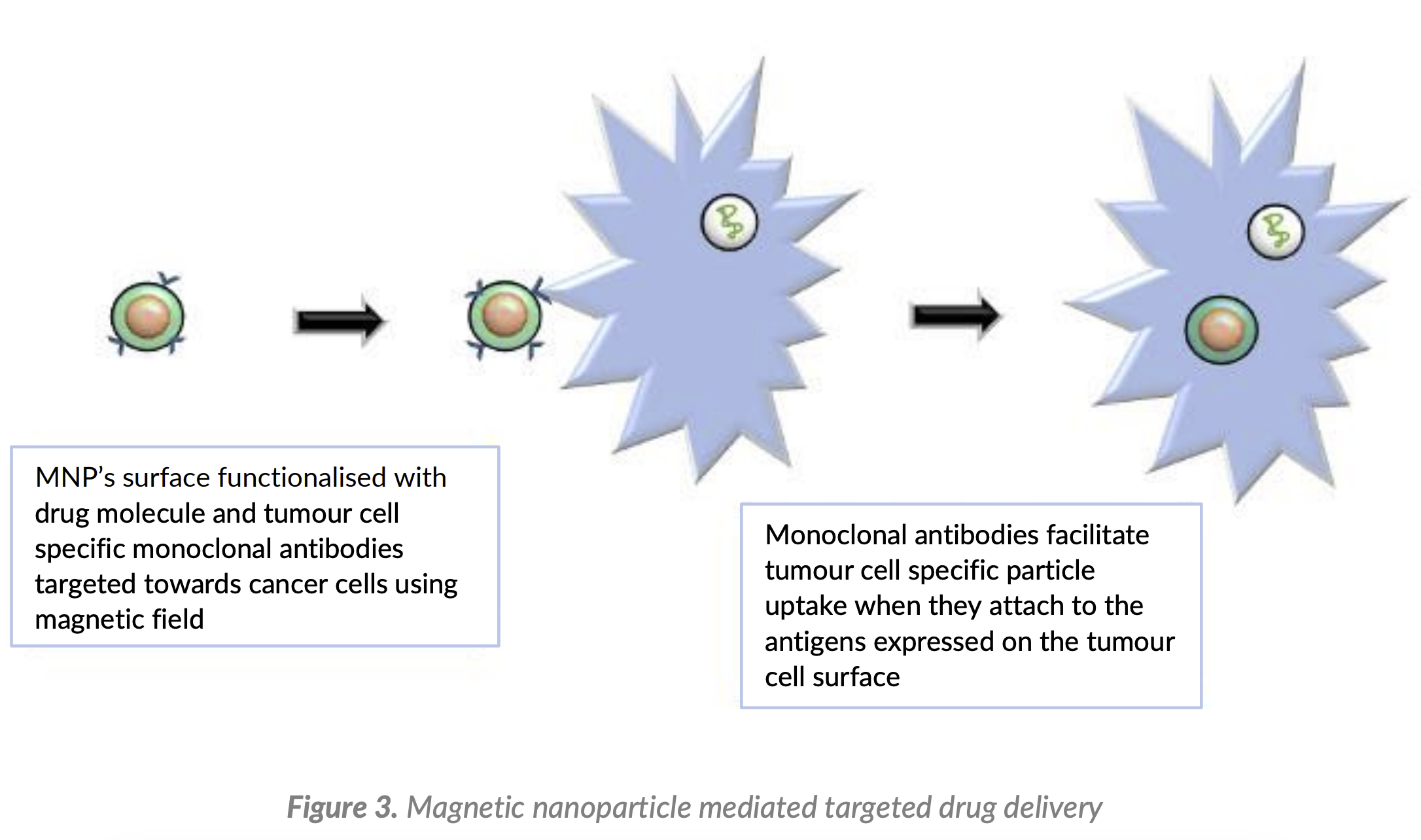 Figura 3. Administração Direcionada de Medicamentos Mediada por Nanopartículas Magnéticas